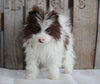 Pomeranian For Sale Wooster, OH Male- Spot