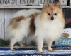 ACA Registered Pomeranian For Sale Millersburg OH Male-Tucker