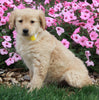 AKC Registered Golden Retriever For Sale Fredericksburg OH Female-Tiffany