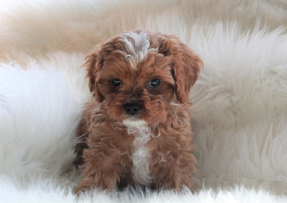 Cavapoo For Sale Baltic, OH Male- Rascal