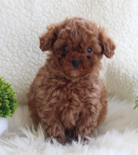 AKC Registered Miniature Poodle For Sale Millersburg OH Male-Teddy