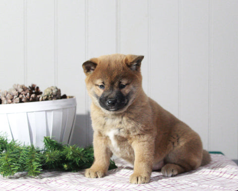 AKC Registered Shiba Inu For Sale Dundee, OH Male- Bentley