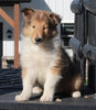 AKC Registered Collie Lassie For Sale Fredericksburg OH Female-Carolyn