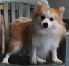 Pomeranian For Sale Millersburg OH Male-Buddy