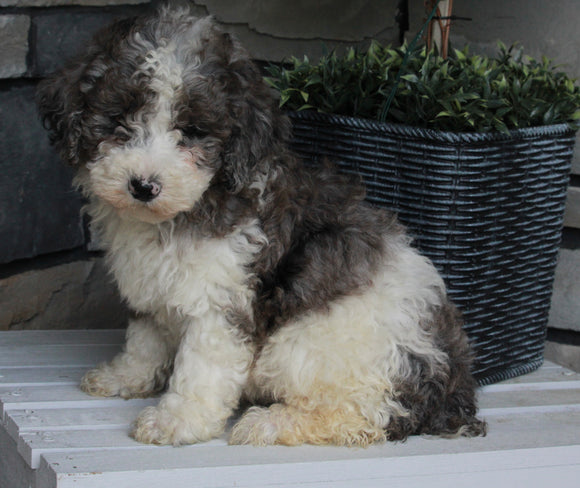 AKC Registered Moyen Poodle For Sale Wooster OH Male-Asher