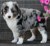 Mini Bernedoodle For Sale Mt Hope OH Female-Angela