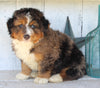 Mini Bernedoodle For Sale Millersburg OH Male-Brady