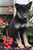 German Shepherd Husky For Sale Millersburg OH Male-Max