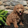 Mini Goldendoodle For Sale Sugarcreek OH Male-Scout