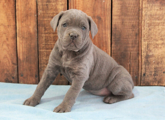 AKC Registered Cane Corso For Sale Wooster, OH Female- Luna