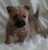 AKC Registered Cairn Terrier For Sale Millersburg OH Female-Tara