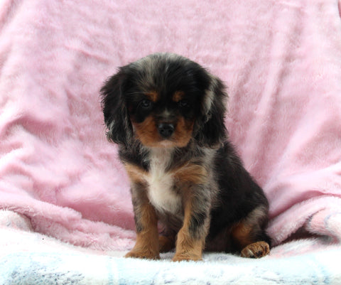 Cavalier For Sale Millersburg OH Male-Tyler