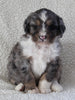 Bernedoodle For Sale Dundee OH Female-Holly