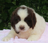 AKC Newfoundland For Sale Millersburg OH -Female Molly
