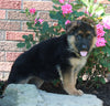 AKC Registered German Shepherd For Sale Millersburg OH Female-Rosalie