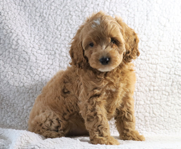 Cockapoo F1B For Sale Sugarcreek, OH Female- Skye