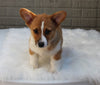 Pembroke Welch Corgi For Sale Millersburg OH Male-Victor