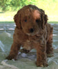 Cockapoo For Sale Dundee OH Male Buster