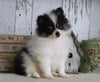 Pomeranian For Sale Millersburg, OH Male- Sam