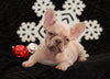 AKC Registered French Bulldog For Sale Fredricksburg OH Female-Snowball