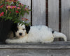 Mini Bernedoodle For Sale Sugarcreek OH Male-Mickie