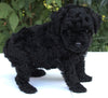 AKC Registered Mini Poodle For Sale Millersburg OH Male-Elvis