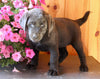 AKC Registered Labrador Retriever For Sale Fredericksburg OH Female-Trixie