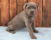 AKC Registered Cane Corso For Sale Wooster, OH Female- Luna