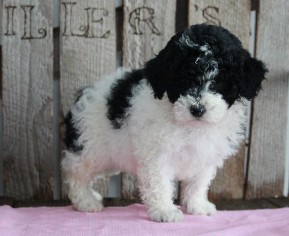 AKC Registered Moyen Poodle For Sale Wooster OH Female- Fluffy