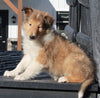 AKC Registered Collie Lassie For Sale Fredericksburg OH Female-Carolyn