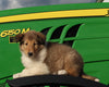 AKC Registered Collie Lassie For Sale Fredericksburg OH Female-Hailey