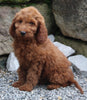 Goldendoodle For Sale Millersburg OH Male-Niles