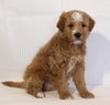 Mini Goldendoodle For Sale Beach City OH Male-King