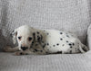 AKC Registered Dalmatian For Sale Wooster OH Male-Ace