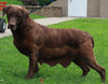 AKC Labrador Retriever For Sale Sugarcreek OH Female-Lucy