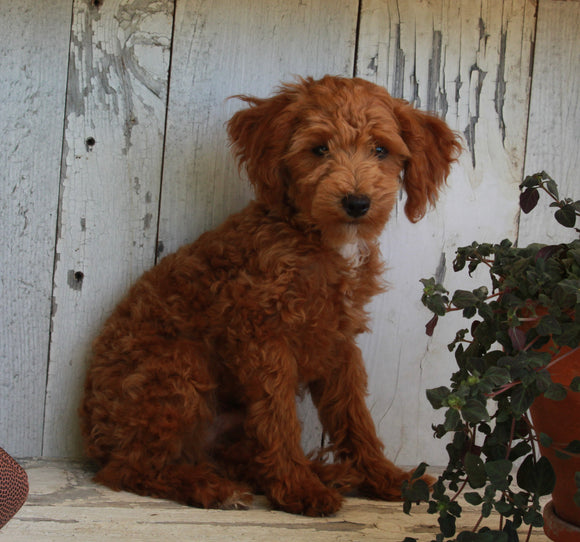 Mini Poodle For Sale Millersburg OH Male-Rambo