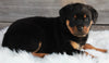 AKC Registered Rottweiler For Sale Applecreek OH -Female Brooklyn