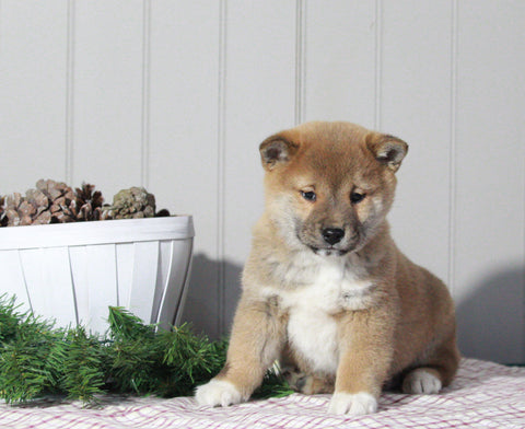 AKC Registered Shiba Inu For Sale Dundee, OH Male- Banjo