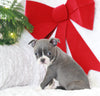 AKC Registered Boston Terrier For Sale Warsaw, OH Female- Eleanor