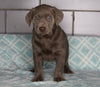 AKC Registered Silver Labrador Retreiver For Sale Sugarcreek OH Female-Molly