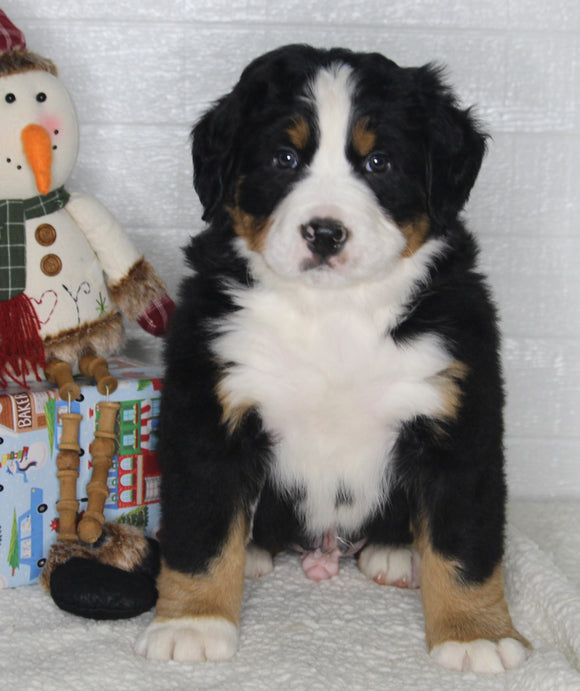 AKC Registered Bernese Mountain Dog For Sale Millersburg OH Male-Neil