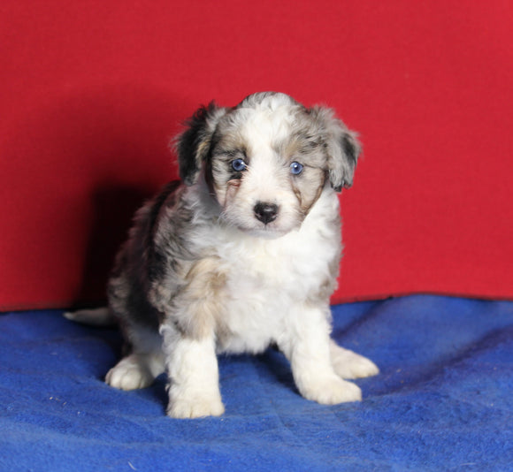 Mini Aussiedoodle For Sale Millersburg OH Female-Daisy