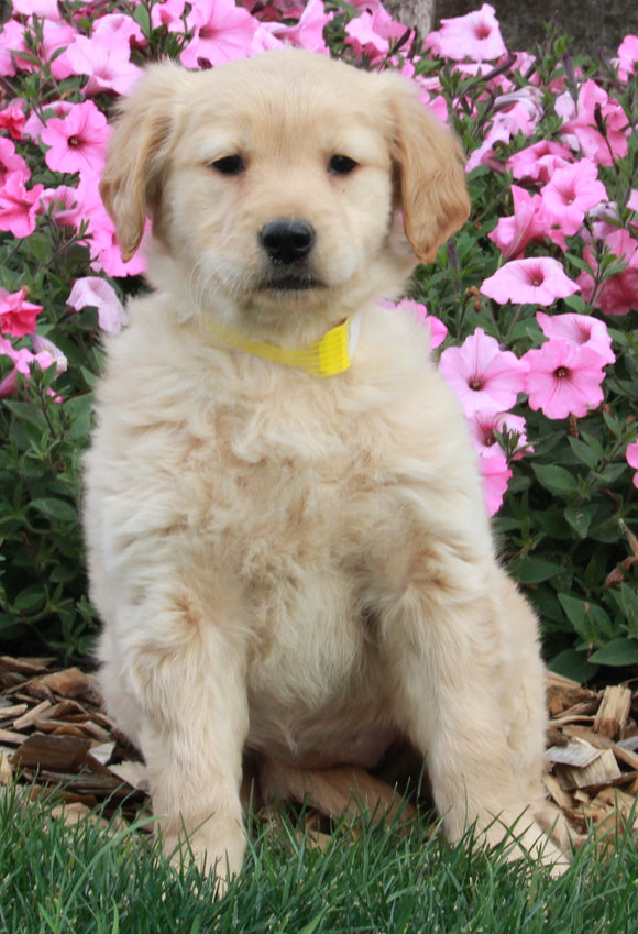 AKC Registered Golden Retriever For Sale Fredericksburg OH Female-Tiffany