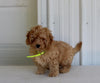 Mini Goldendoodle For Sale Wooster OH Male-Benji