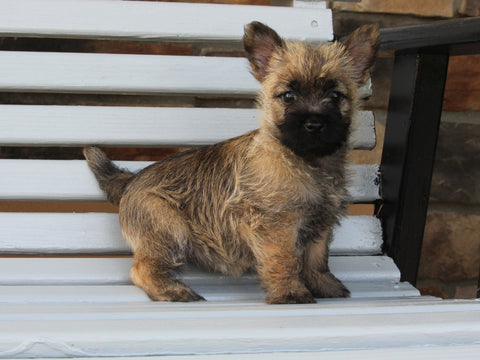 AKC Registered Cairn Terrier For Sale Millersburg OH Female-Hannah