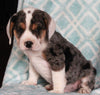 Beabull For Sale Navarre OH Male-Smokie