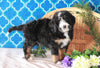 Bernedoodle For Sale Sugarcreek, OH Male- Chief