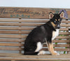 German Shepherd Siberian Husky Mix For Sale Millersburg OH Female-Darla