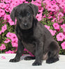 AKC Registered Labrador Retriever For Sale Millersburg OH Female-Indie