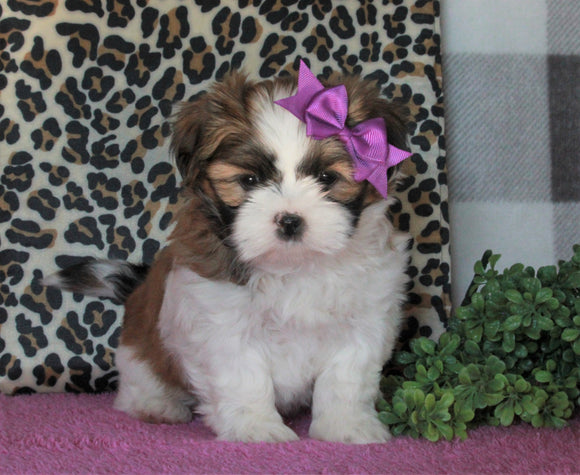 Shih Tzu For Sale Millersburg, OH Female- Amber *House Trained*